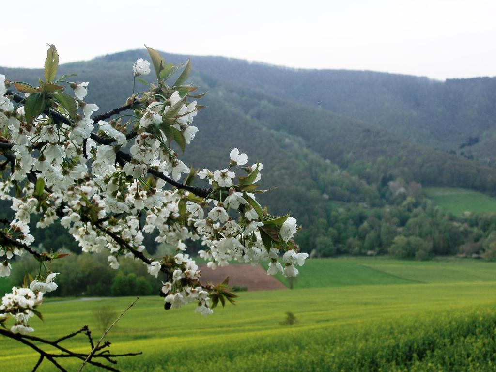 Landhaus Am Westerwald Martinfeld Экстерьер фото